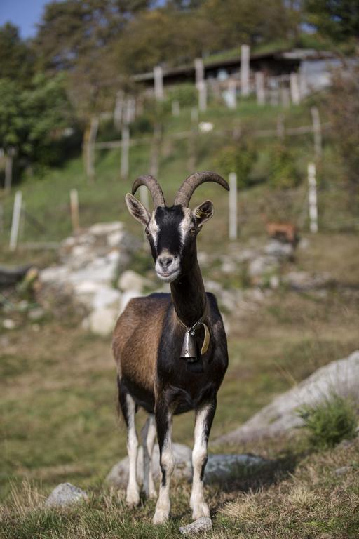 Agriturismo Da Attilio Каннобіо Екстер'єр фото